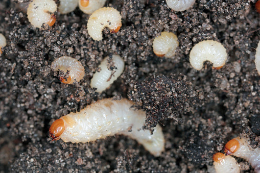 Bionema