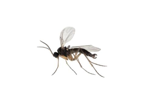 Bionema